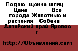 Подаю. щенка шпиц  › Цена ­ 27 000 - Все города Животные и растения » Собаки   . Алтайский край,Яровое г.